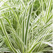 EverColor Everest Variegated Sedge