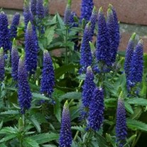 'First Glory' Veronica Speedwell