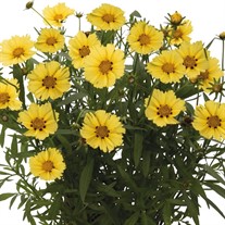 Coreopsis 'Limoncello'