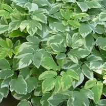 Variegated  Bishops Weed Aegopodium