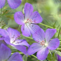 'Johnson's Blue' Geranium