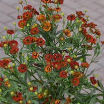 'Hot Lava' Sneezeweed