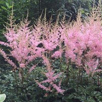 Astilbe s. 'Hennie Graafland'