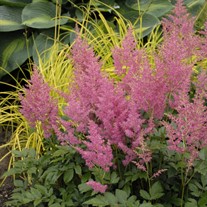 Astilbe 'Rheinland'