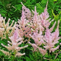 Astilbe 'Sprite'