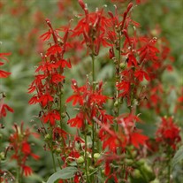 Lobelia cardinalis