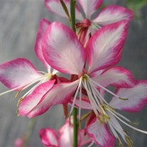 Gaura Rosy Jane