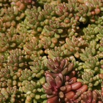 Coral Carpet Sedum