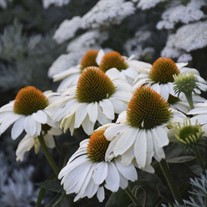 'The Price is White' COLOR CODED Collection Echinacea