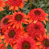 Echinacea ‘Moab Sunset’