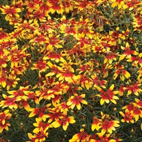Coreopsis ‘Lightning Bug’