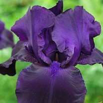 Iris 'Matinata'