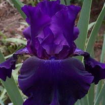 Iris 'Rosalie Figg'