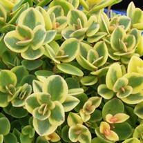 SunSparkler® Lime Twister Sedum Sedum 'Lime Twister'