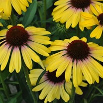Yellow Rainbow Marcella Echinacea Coneflower