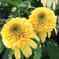 'Lemon Drop' Echinacea