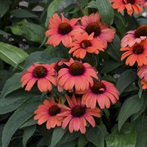 Echinacea 'Tanager' EYE-CATCHER Collection