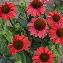 Echinacea 'Frankly Scarlet' COLOR CODED® Collection