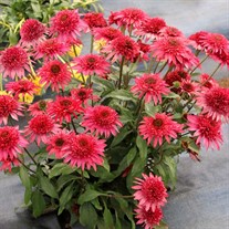 ‘Giddy Pink’ Echinacea