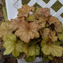 Dolce 'Toffee Tart' Coral Heuchera hybrid
