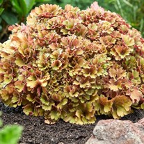 Heuchera 'Frilly'