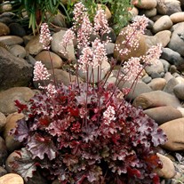 Heuchera ‘Ruby Tuesday’
