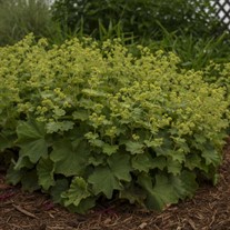 Alchemilla mollis