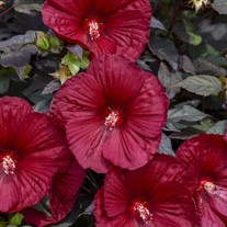 'Holy Grail' Hibiscus SUMMERIFIC® Collection