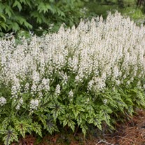 Tiarella 'Cutting Edge'