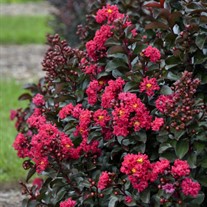 'Cherry Mocha' Lagerstroemia 