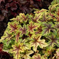 ‘Alabama Sunrise’ Heucherella