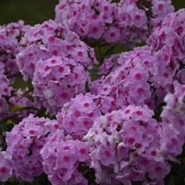 Phlox paniculata 'Opalescence' LUMINARY™ Collection