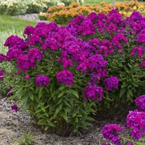 Phlox p. 'Ultraviolet' LUMINARY™ Collection