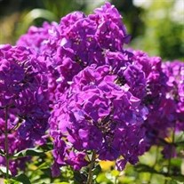 Phlox p. Top Shelf Purple Kiss
