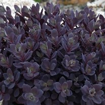 SUNSPARKLER 'Plum Dazzled' Stonecrop Sedum