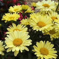 Real Sunbeam Shasta Daisy