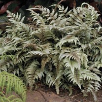 Athyrium niponicum 'Pictum' Fern
