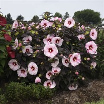 Hibiscus 'Perfect Storm' SUMMERIFIC® Collection