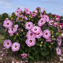 Hibiscus 'Spinderella' SUMMERIFIC® Collection