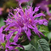 Monarda didyma Balmy Lilac