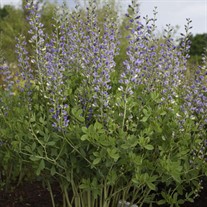 Baptisia 'Blue Bubbly' DECADENCE® DELUXE Series