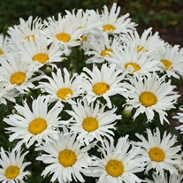 'Spun Silk' Leucanthemum PPAF