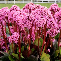 Bergenia ‘Spring Fling’