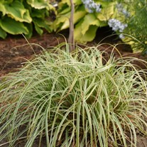Carex FEATHER FALLS PP26199)