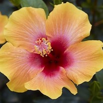 Hibiscus Hollywood Social Butterfly™