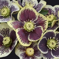 Helleborus 'Rio Carnival' HONEYMOON Series