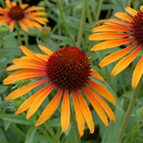 'Flame Thrower' ppaf