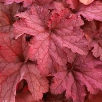 Heuchera 'Indian Summer Coralberry'