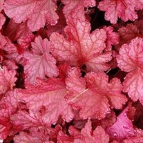 Heuchera 'Magma'
