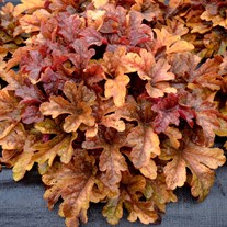 Heucherella ‘Buttered Rum’